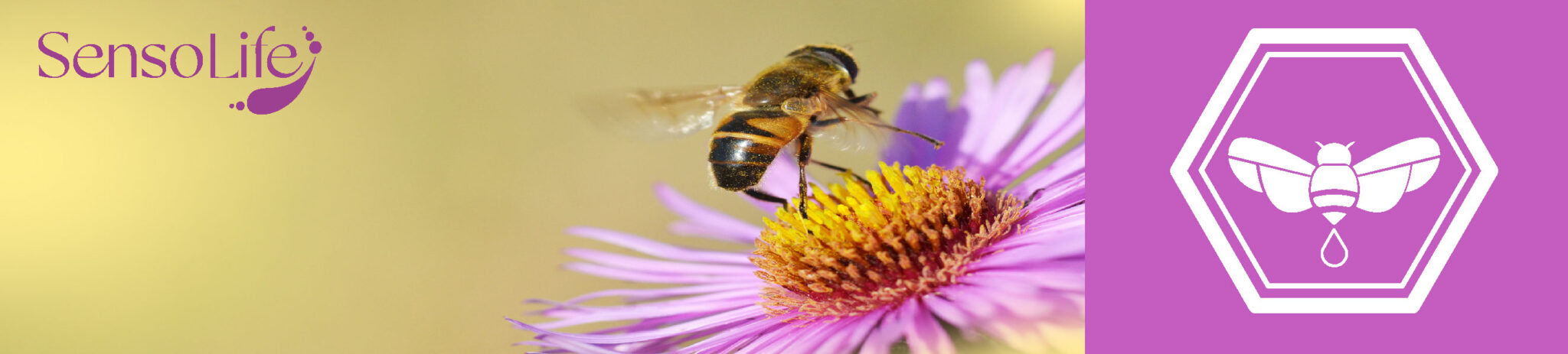 Banners_Mesa de trabajo 1-01